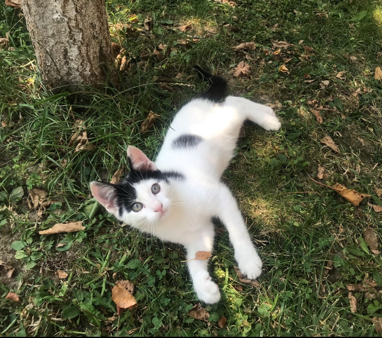 Imagine suplimentară